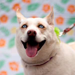 Fundraising Page: Linda Torelli